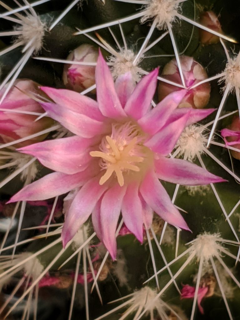 Cactus Flower